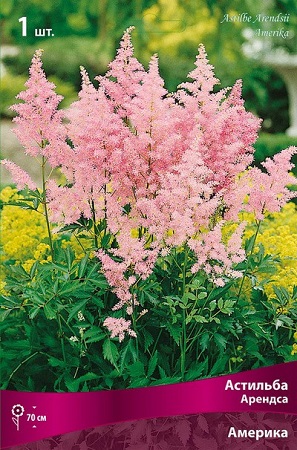 Астильба Америка (Арендса) купить с доставкой в интернет-магазине ...