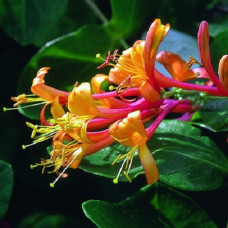 Жимолость Гекрота Американ Бьюти