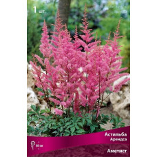 Астильба Аметист (Арендса)