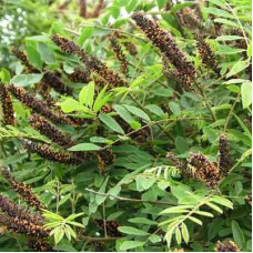 Аморфа кустарниковая