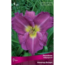 Лилейник гибридный Анчатед Вотерс