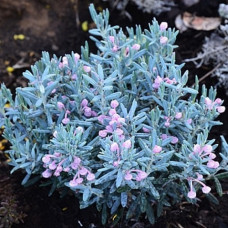 Андромеда многолистная Блу Лагун  