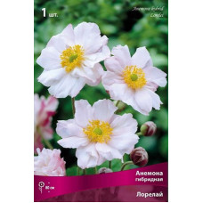 Анемона Лорелай (гибридная)