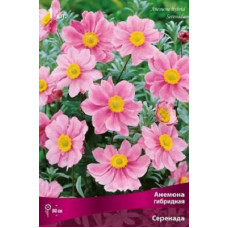 Анемона Серенада (гибридная)