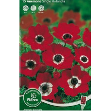 Анемона Голландия