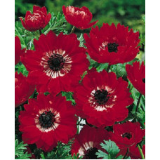 Анемона Ред (махровая)