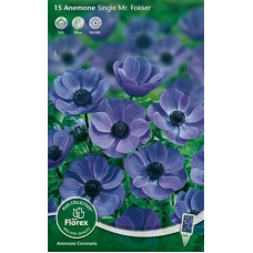 Анемона Мр. Фоккер