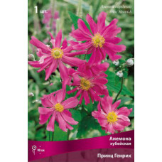 Анемона хубейская Принц Генрих