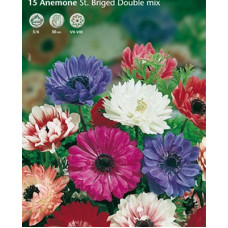 Анемона Маунт Эверест