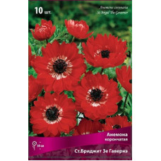Анемона Сент Бриджит Зе Гавернор (корончатая)