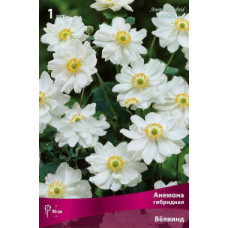 Анемона гибридная Велвинд