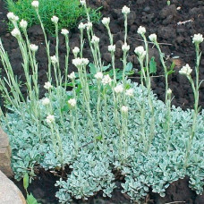 Антеннария двудомная (Кошачья лапка) Томентоза  