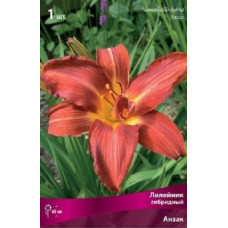 Лилейник гибридный Анзак