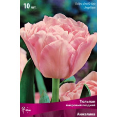 Тюльпан Анжелика