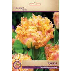Тюльпан Аркада
