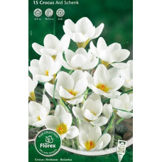 Крокус Ард Шенк (ботанический)