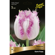 Тюльпан Ариа Кард (Серия Люкс)