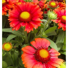 Гайлардия гибридная Аризона Ред Шейдз 