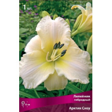 Лилейник гибридный Арктик Сноу