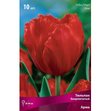 Тюльпан Арма