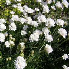 Армерия приморская Альба  