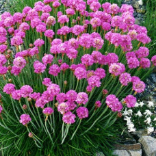 Армерия приморская Розеа