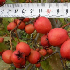 Боярышник Арнольда (крупноплодный)