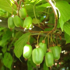 Актинидия коломикта Ароматная 