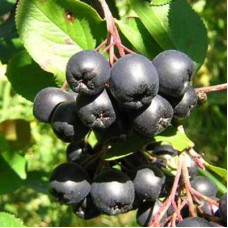 Арония черноплодная