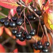 Арония черноплодная Хугин