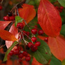 Арония древовидная Бриллиант