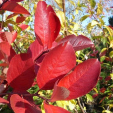 Арония черноплодная Викинг