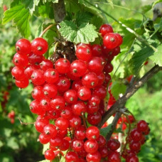 Смородина красная Асора