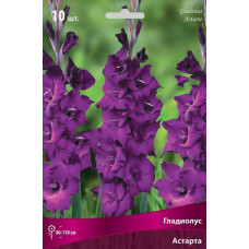 Гладиолус Астарта (крупноцветковый)