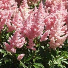 Астильба Арендса Америка