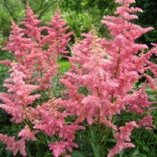 Астильба Арендса Анита Пфейфер  