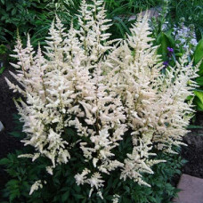 Астильба Арендса Бумальда