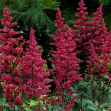 Астильба Арендса Бургунди Ред 