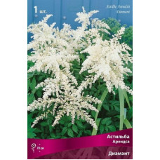 Астильба Диамант (Арендса)