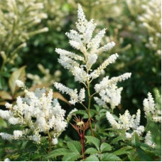 Астильба Арендса Диамант