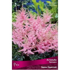 Астильба Эденс Одиссей (Арендса)