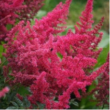 Астильба Арендса Эльза Шлук