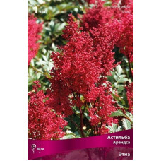 Астильба Этна (Арендса)