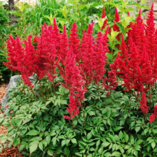 Астильба Фанал (Арендса)