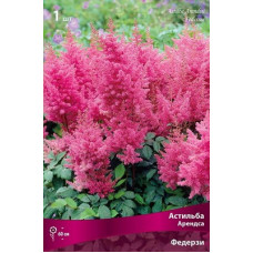 Астильба Федерзи (Арендса)