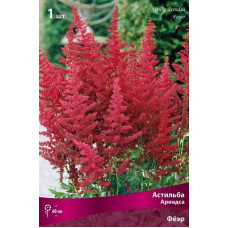 Астильба Фёэр (Арендса)