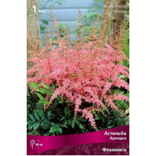 Астильба Фламинго (Арендса)