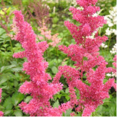 Астильба Арендса Гертруд Брикс