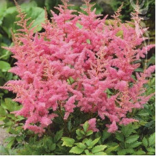 Астильба Арендса Гиацинт
