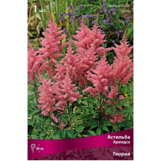 Астильба Глория (Арендса)